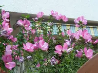 Hibiskus.webp