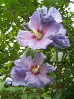 Hibiskus1.webp