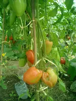 CIMG0002.webp