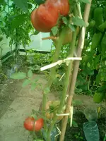CIMG0003.webp