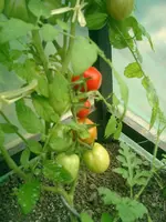 CIMG0005.webp