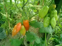CIMG0001.webp