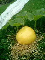 CIMG0033.webp