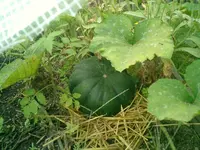 CIMG0034.webp