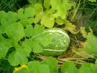 CIMG0024.webp