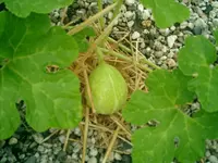 CIMG0025.webp