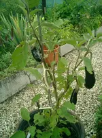 CIMG0028.webp