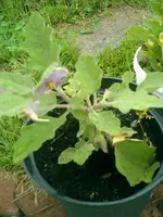 CIMG0026.webp