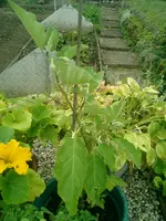CIMG0027.webp