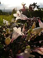 P1060313.webp