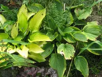 IMG_li.unbek.re.abba dabba do_1024x768.webp