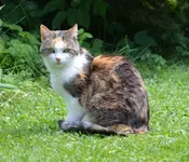 Katzi.webp
