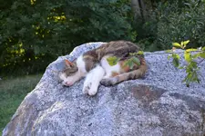 müde Katzi.webp