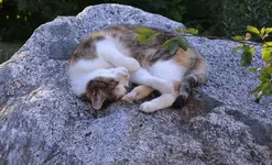 müde Katzi1.webp