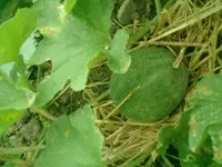 CIMG0013.webp