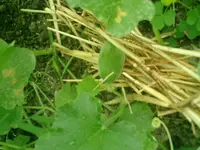 CIMG0011.webp