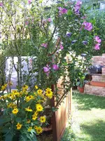 Hibiskus und Gelbe.webp