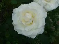 DSC09417.webp