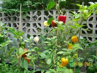 HabaPap 100_1157 (Large).webp