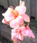 Canna-Cherie-, 05.08.12.jpg