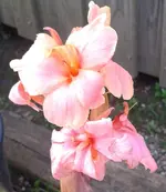 Canna-Cherie-, 05.08.12.webp