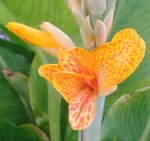 Canna-Cleopatra-, 05.08.12.jpg