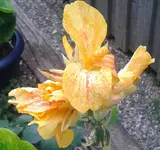 Canna-Yara-, 05.08.12.webp