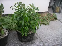 IMGP0269.webp