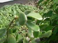 IMGP0276.webp