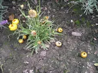 IMGP0270.webp