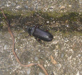 Käfer1.webp
