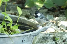 2012_0805Sommer0081.webp