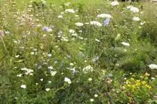 2012_0720Sommer0057.webp