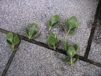 IMGP0277.webp