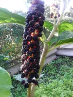 IMG_20120804.webp
