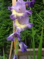 DSC09041.webp