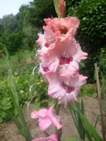 DSC09285.webp