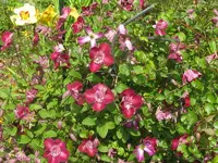 IMG_3530_800x600.webp
