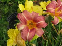 IMG_final touch x fancy colors7_1024x768.webp