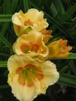 IMG_sil.woody james4_576x768.webp