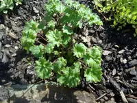 unbekannte pflanze.webp