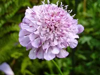 Scabiose_lila.webp
