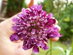 Scabiose_rosarot.jpg