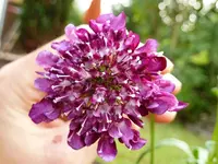 Scabiose_rosarot.webp