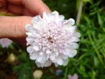 scabiose_weiß_lila.jpg