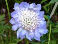 Scabiose_caucasica_Perfecta_2.webp