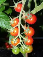 12.08.06_chicco_rosso_f1.webp