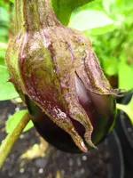 eggplant_sfx.webp