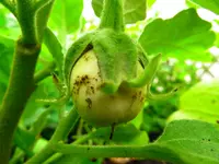 eggplant_ivory_f1.webp