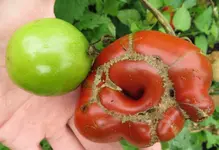 tomato_schwarze_krimm.webp